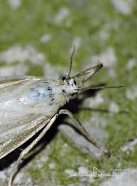 Attēlu rezultāti vaicājumam “Chrysoteuchia culmella”