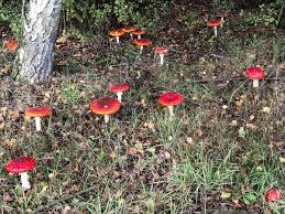 Image result for vliegenzwam