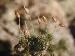 Attēlu rezultāti vaicājumam “Weissia squarrosa”