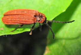 Attēlu rezultāti vaicājumam “Lopheros rubens”