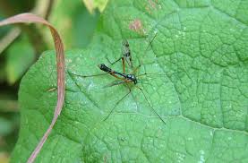 Attēlu rezultāti vaicājumam “Ptychoptera sp.”