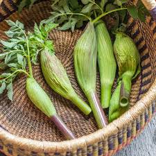 Attēlu rezultāti vaicājumam “Angelica sylvestris fruit”