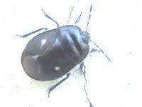 Attēlu rezultāti vaicājumam “Adomerus biguttatus”