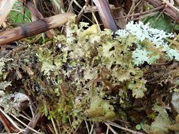 Attēlu rezultāti vaicājumam “Platismatia glauca”