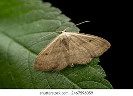 Attēlu rezultāti vaicājumam “Geometridae”