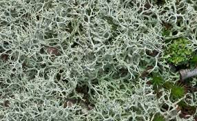 Attēlu rezultāti vaicājumam “Cladonia rangiferina”