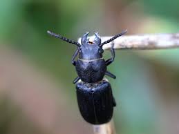 Attēlu rezultāti vaicājumam “Spondylis buprestoides”