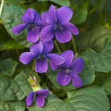 Image result for Viola odorata