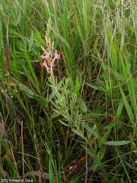 Attēlu rezultāti vaicājumam “Saussurea esthonica flower”