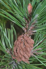 Attēlu rezultāti vaicājumam “Pinus mugo fruit”