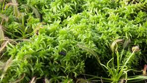 Attēlu rezultāti vaicājumam “Sphagnum”