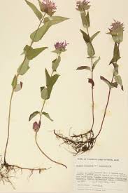 Attēlu rezultāti vaicājumam “Labiatae”