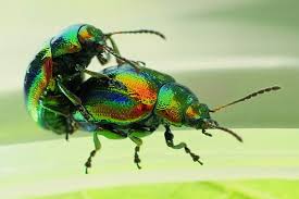 Attēlu rezultāti vaicājumam “Chrysolina fastuosa”