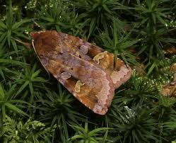 Attēlu rezultāti vaicājumam “Diarsia brunnea”