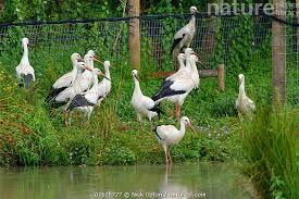 Attēlu rezultāti vaicājumam “Ciconia ciconia juvenile”