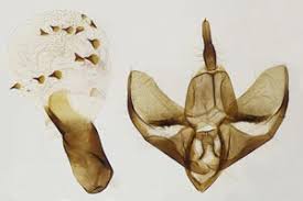 Attēlu rezultāti vaicājumam “Cybosia mesomella”