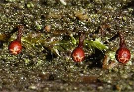 Attēlu rezultāti vaicājumam “Trichia longipalpis”