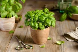 Image result for Basilikum