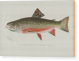 Image result for Salvelinus fontinalis