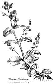 Attēlu rezultāti vaicājumam “Veronica beccabunga”