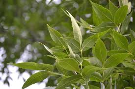 Attēlu rezultāti vaicājumam “Fraxinus pennsylvanica leaf”