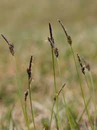 Attēlu rezultāti vaicājumam “Carex ericetorum”