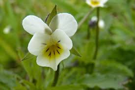 Attēlu rezultāti vaicājumam “Viola arvensis flower”