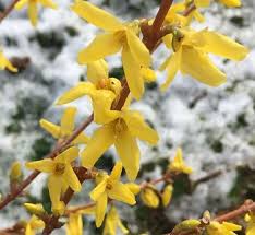 Attēlu rezultāti vaicājumam “Forsythia suspensa flower”