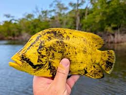 Image result for Lobotes surinamensis