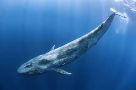 Image result for Balaenoptera musculus