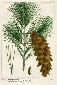 Attēlu rezultāti vaicājumam “Pinus strobus”