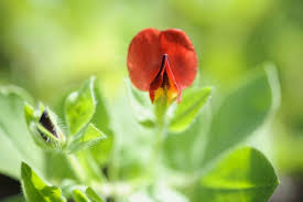 Image result for Lotus tetragonolobus