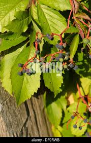 Attēlu rezultāti vaicājumam “Parthenocissus quinquefolia fruit”