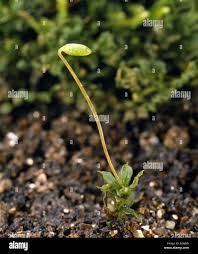 Attēlu rezultāti vaicājumam “sporophyte”