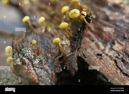 Attēlu rezultāti vaicājumam “Physarum viride”