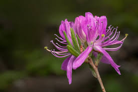 Attēlu rezultāti vaicājumam “Rhododendron canadense”
