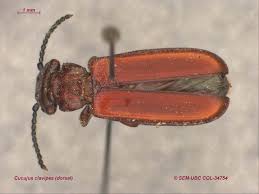 Attēlu rezultāti vaicājumam “Cucujidae”