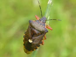 Attēlu rezultāti vaicājumam “Pinthaeus sanguinipes”