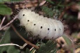 Attēlu rezultāti vaicājumam “Zygaena minos”