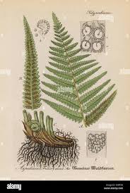 Attēlu rezultāti vaicājumam “Dryopteris filix-mas”
