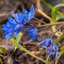 Attēlu rezultāti vaicājumam “Scilla siberica leaf”