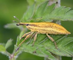 Attēlu rezultāti vaicājumam “Lixus iridis”