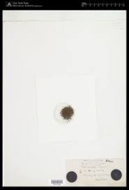 Attēlu rezultāti vaicājumam “Pleurococcus vulgaris”