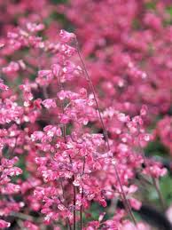 Image result for Heuchera Metallica