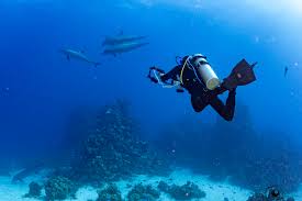 Image result for Three Seas Diving