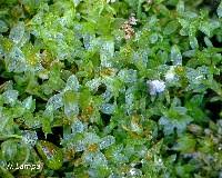 Attēlu rezultāti vaicājumam “Bryum caespiticium”