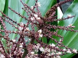 Attēlu rezultāti vaicājumam “Pinus pumila male flower”