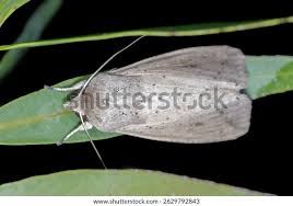 Attēlu rezultāti vaicājumam “Mythimna sp.”