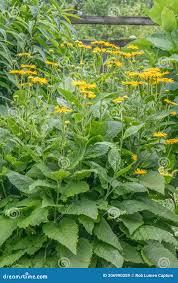 Image result for Telekia speciosa