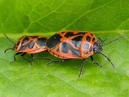 Attēlu rezultāti vaicājumam “Eurydema dominulus imago”